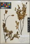 Foto von Salix planifolia Pursh